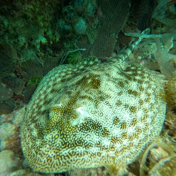 SkyReef Beach Club Cozumel 24