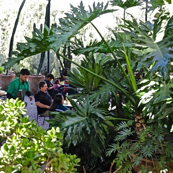 Restaurante De La Tierra Huimilpan 23