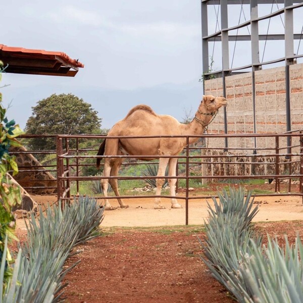 Restaurante Los Camellos Agaves Amatitán 19