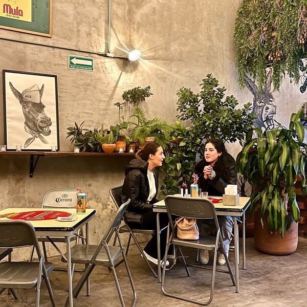 MULA TACOS NECIOS Morelia 21