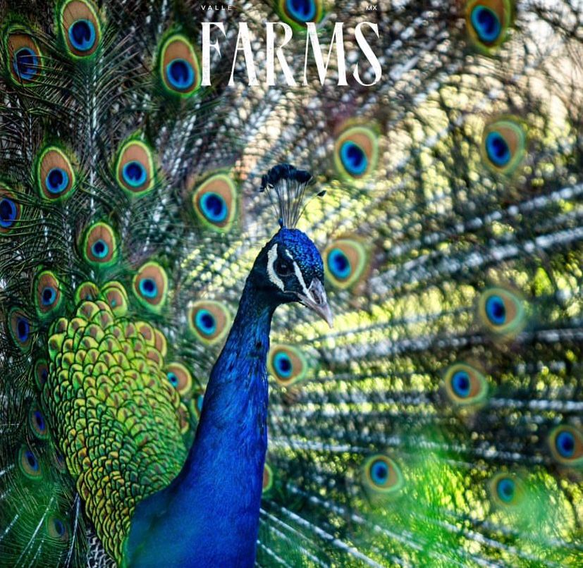 Restaurante Valle Farms Ensenada 8