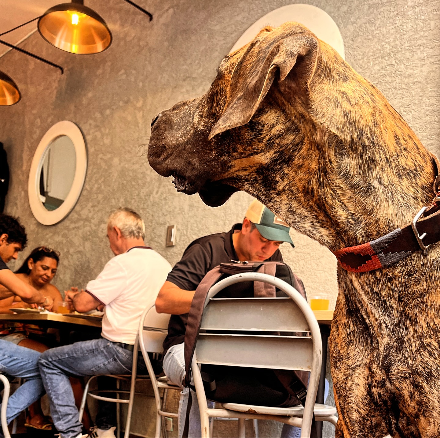 Restaurante La Sombrita Medellín 6